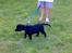 Labrador retriever Bertram R.I.P - Min først tur i haven, nej den er stor..........