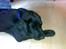 Labrador retriever Bertram R.I.P - Stille jeg sover...........Tak