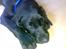 Labrador retriever Bertram R.I.P - sover dejligt