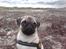 Mops Enzo :) - Første tur på stranden, en lille smule koldt men en dejlig tur.