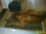 Rhodesian ridgeback Rafiki