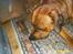 Rhodesian ridgeback Rafiki