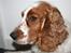 Welsh springer spaniel Debbie <33 - 1. Min Smukke hund 