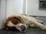 Welsh springer spaniel Debbie <33 - 2. 