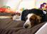 Welsh springer spaniel Debbie <33 - 3.