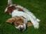 Welsh springer spaniel Debbie <33 - 7. 