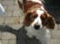 Welsh springer spaniel Debbie <33 - 8. 