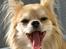 Chihuahua Caspar aka Rangeren - MUHAHAHAHAHAAAAAA...!!!!!!