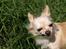 Chihuahua Micki aka Mimi - Uhmmm græs smager godt..