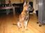 Malinois Ruby River´s Attila - Attila som valp