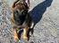 Malinois Ruby River´s Attila - Attila ute