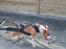 Amerikansk staffordshire terrier Keltie