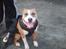 Amerikansk staffordshire terrier Keltie