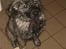 Blanding af racer Keesha /Sølvrøv 2004-2017 RIP - Efter mit første brusebad - ca 3½ mdr