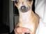 Chihuahua Coco - her er coco