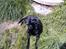 Labrador retriever /blanding Rie<3 - er lige kommer hjem fra det dumme dyrehospital så jeg er lidt træt