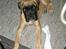 Boxer Kahlua