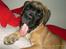 Boxer Kahlua