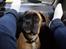 Boxer Kahlua