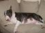 Bullterrier Molly +++R.I.P.+++ - Åhhh en eftermiddags flyder.. ahh dejligt