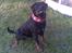 Rottweiler Shakur Kongen *Rip* - nyt