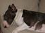 Bullterrier Molly +++R.I.P.+++ - Jaaa her ligger jeg så igen.. sms..Lækker som jeg er..
