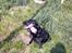Labrador retriever /blanding Rie<3 - Skal vi lege Line???