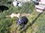 Border collie /Labrador R.I.P. Fie<3