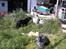 Border collie /Labrador R.I.P. Fie<3 - Heej Rie og Obsession skal vi lege ??