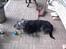 Border collie /Labrador R.I.P. Fie<3 - Jeg leger med min bolt