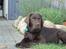 Labrador retriever Baloo - 4mdr. gammel