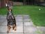 Dobermann Dafne Van´t Liethohof - Eden venter hvalpe sidst i AUG, omkring 6 stk