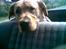 Labrador retriever Thor R.I.P. - Thor er meget træt efter en tur i hundeskoven-billedet er taget i bilen