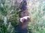 Labrador retriever Thor R.I.P. - Kast nu den godbid