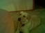 Labrador retriever Thor R.I.P. - Ligger jeg ikke pænt