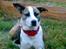 Blanding af racer amstaff/mutte Mille* - 9/7-08, 15 mdr.