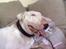 Bullterrier Thor +++R.I.P.+++ - Ja her er jeg så i egen person...