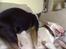 Bullterrier Thor +++R.I.P.+++ - En tosset freya der gimper på mig..