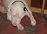 Bullterrier Thor +++R.I.P.+++ - Hmm keder mig lidt...