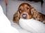 Cocker spaniel Mads - ingen kan se så sølle ud som mig, når jeg er træt