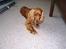 Cocker spaniel Mads