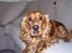 Cocker spaniel Mads - skal jeg ikk have en godbid