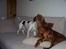 Cocker spaniel Mads - vild lég i sofaen
