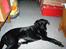 Labrador retriever /blanding Rie<3