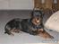 Rottweiler Spike