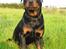 Rottweiler Spike - flot stor dreng