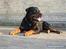 Rottweiler Spike