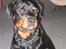 Rottweiler Spike