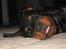 Rottweiler Spike