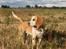 Beagle **Aiya** - Tak for besøget.. Husk at lægge en bedømmelse og evt. en kommentar til mig..